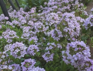 Creeping Thyme Seeds “Mother of Thyme” - Limited Stock - Picture 1 of 1