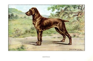 Stampa Antica CANE = DEUTSCHER DRAHTHAAR = Anni 30 = DOG Old Print (20) - Picture 1 of 1