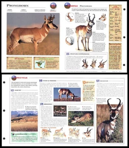 Fold-Out Sheet - Pronghorn - 97 - Picture 1 of 1