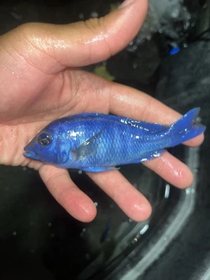 Exact fish!!! Star Sapphire African Cichlid 5”+ - Image 1 of 3