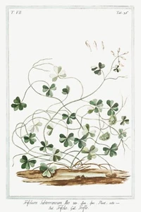 13739. Póster de decoración. Habitación diseño floral. Planta de jardín. Arte botánico. Flores de trébol - Imagen 1 de 1