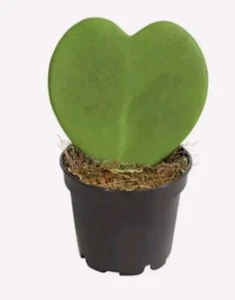 Herzblatt Pflanze Ableger Grünpflanze - Bild 1 von 4