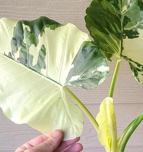 Alocasia Macrorrhiza Variegata 1 Small Starter Plant 1-2 Leaf - Ship Bare-root. - Picture 1 of 5