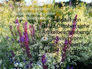 Steppensalbei, Salvia nemorosa, wild sage, 200 seeds,samen, Bienenweide - Bild 1 von 20