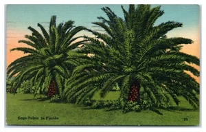 Sago-Palmen Indien Gattung Metrozylon verschickt Saint Cloud Florida ca. 1940er Postkarte - Bild 1 von 2
