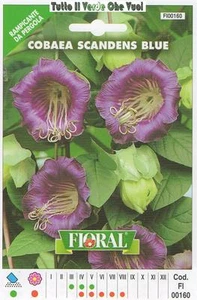 Cobaea Scandens Blue En Bolso Mezclado - Enredadera De Pergola-Floral - Semilla - Picture 1 of 1