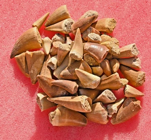 FIFTY A++ Mosasaur teeth, from Morocco #2 - Picture 1 of 1
