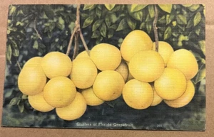 1951 USED LINEN POSTCARD - CLUSTERS OF FLORIDA GRAPEFRUIT - Picture 1 of 2