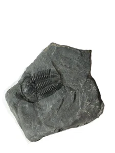 Genuine Elrathia Kinghi Trilobite Fossil 3 7/8" x 3 1/2" - Picture 1 of 3
