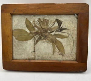 Vintage Wooden Negative Photograph Glass Plate Film Holder W Pressed Plantain - Picture 1 of 11