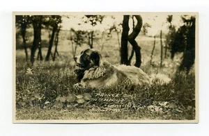 Foto postal Lynnfield MA RPPC, "Príncipe" San Bernardo, perro, sentado en la hierba - Imagen 1 de 2