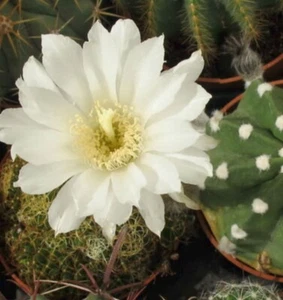 WHITE Easter Lily Echinopsis Tubiflora Sea Urchin Barrel Cactus - 1 Count - Picture 1 of 3