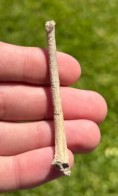 Florida Fossil Bird Bone Avian Rare Pleistocene Age - Image 1 of 3