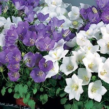 Campanula Carpatica mix Flower Seeds from Ukraine