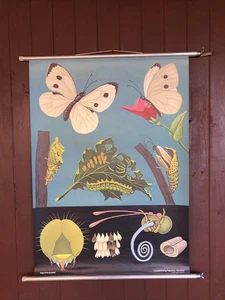 Schulwandkarte Rollkarte Kohlweißling  ZOOL30 Hagemann Schmetterling - Bild 1 von 8