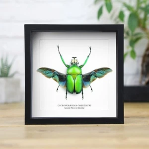 Green Flower Beetle Spreadwing Insect Bug Entomology Taxidermy Box Frame Display - Picture 1 of 3