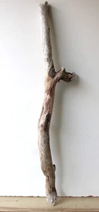 Treibholz Schwemmholz Driftwood 1 XL Ast Garderobe Dekoration 99 cm - Bild 1 von 11