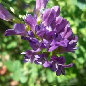 2000Pcs ALFALFA Medicago Sativa Flower Plant Seeds - Picture 1 of 7