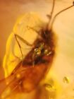 unique unknown fly bug Burmite Myanmar Burmese Amber insect fossil dinosaur age