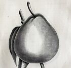 Winter Nelis Pear 1863 Victorian Agriculture Farming Steel Plate Fruit Art DWZ4A