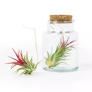 Echte Tillandsien Tillandsia im Deko Set Rot pflegeleicht in moderner Vase Glas - Bild 1 von 45