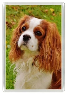 CAVALIER KING CHARLES SPANIEL BLENHEIM DOG HEAD NOVELTY FRIDGE MAGNET GREAT GIFT - Photo 1 sur 1