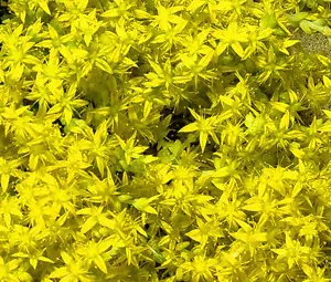 SEDUM CZAR'S GOLD STONECROP Sedum Hybridum - 300 Samen in loser Schüttung - Bild 1 von 1