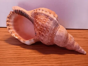 10,5 Zoll Charonia Tritonis Tritons Trompete riesiges Meeresschneckenhaus im Pazifik - Bild 1 von 12