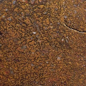 Fossil Gem Dinosaur Bone Slab!  Gem Dino Bone Slab! - Picture 1 of 6