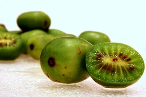 Hardy Kiwi (actinidia arguta) - Picture 1 of 9