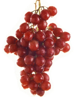 Pianta di UVA VITE innestata FLAME SEEDLESS Rossa APIRENA senza semi in vaso 16 - Immagine 1 di 3