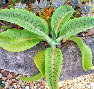 Semilla de planta Kalanchoe Gastonis-Bonnieri “Orejas de burro” 100 semillas - Imagen 1 de 1