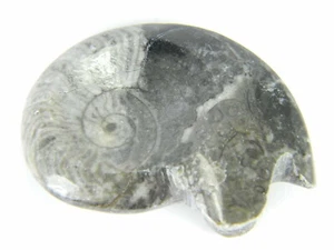 Fossil Ammonite, Goniatite Morocco 28G FAG05 - Picture 1 of 8