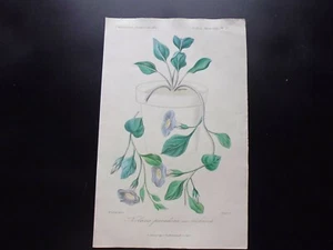 Gravure couleur 19°:botanique:nolana paradoxa, var violacéa - Picture 1 of 1