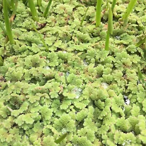 11x8cm Bag Azolla Aquatic/water plant fish food organic - Picture 1 of 1