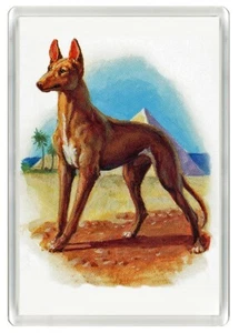 PARAOH HOUND DOG ART PRINT ACRYLIC NOVELTY FRIDGE MAGNET GREAT GIFT - Picture 1 of 1