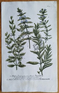 Melissa (T791) - Large Engraving Weinmann Phytanthoza Iconogaphia - 1737 - Picture 1 of 1