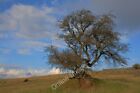 Photo 6X4 Tree On A Knoll Cressbrook On The Reclaimed Site Of The Former  C2011