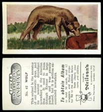Wolf #42 Interesting Animals 1954 Neilson's Card