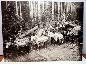 Antique Photo Logging Crew Horse Team Pulling Large Cut Tree Section RRP 202 - Picture 1 of 6