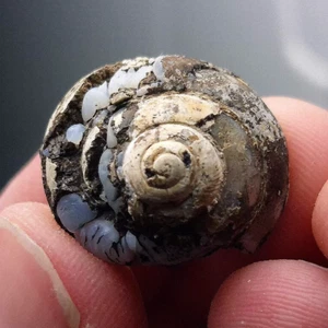 ★☆ ESCARGOT EN LUSSATITE de Dallet, Puy-de-Dôme, France - 2,1 cm - RÉPARÉ ☆★ - Picture 1 of 5