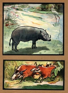 Antik Wildschwein Wildschwein Druck Illustration Wandbild Deko Edwin Edle Kunst 4536j - Bild 1 von 2