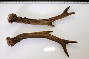 2 Geweihstangen vom Reh Geweih Deko Tischdeko Floristik - Bild 1 von 2