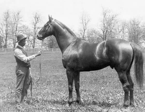 MAN O WAR HORSE RACING Photo Print / U Pick Size - Picture 1 of 1
