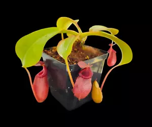 Nepenthes Villosa x Robcantleyi BE-4079 - Bild 1 von 6