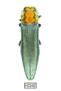 BEETLE, INSECT - H2242. Buprestidae- RARE, VIETNAM - Picture 1 of 3