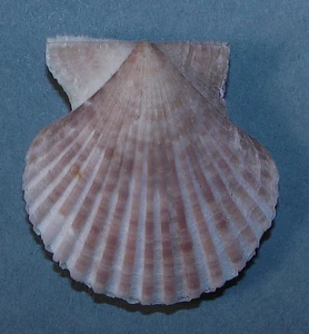 PECTEN CUMINGI 40,22mm BELLISSIMO ESEMPLARE Keppel Bay, Qld., Australia - Foto 1 di 2