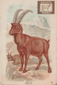 C 1898 Kuh Marke interessante Tiere Steinbock Sammelkarte John Dwight's Soda Nr. 9 - Bild 1 von 3
