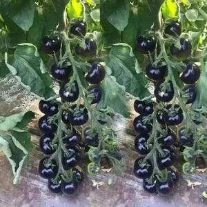 60+ EUROPEAN BLACK CHERRY TOMATO SEEDS - SWEET - HEIRLOOM -NON GMO - RARE -FRESH - Picture 1 of 5