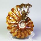 Pierre de cristal de quartz fossile naturelle ammonite spécimen minéral support Madagascar